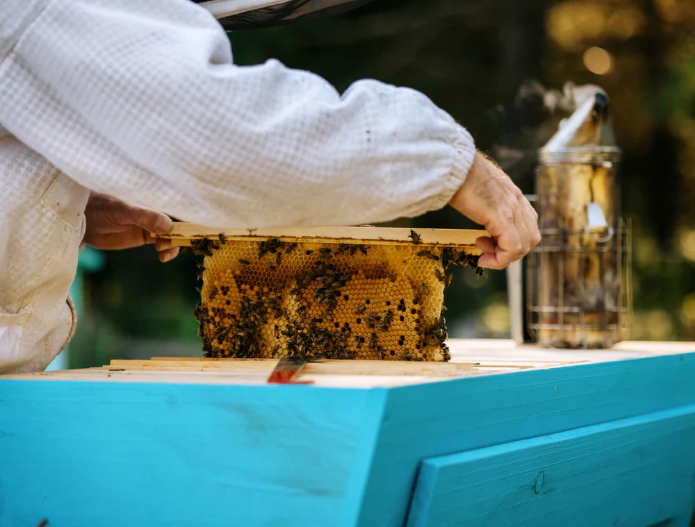 Pure Honeycomb - Image 4